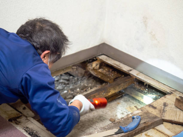 Best Crawl Space Mold Removal  in Brownfield, TX