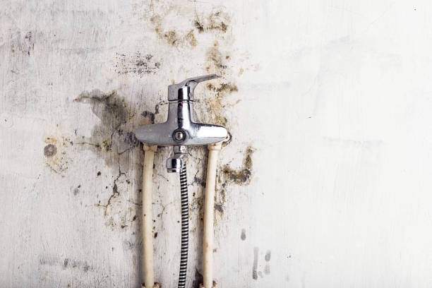 Best Mold Damage Repair  in Brownfield, TX