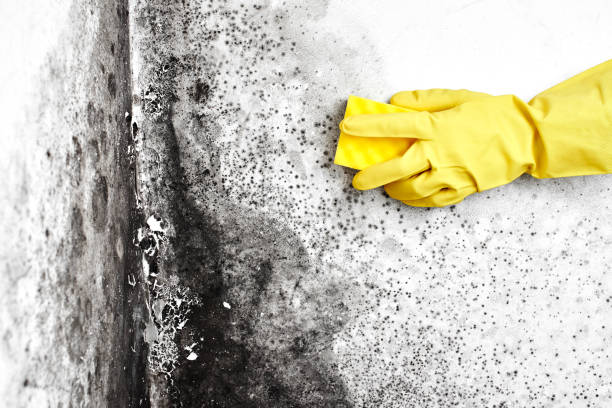 Best Mold Removal Near Me  in Brownfield, TX