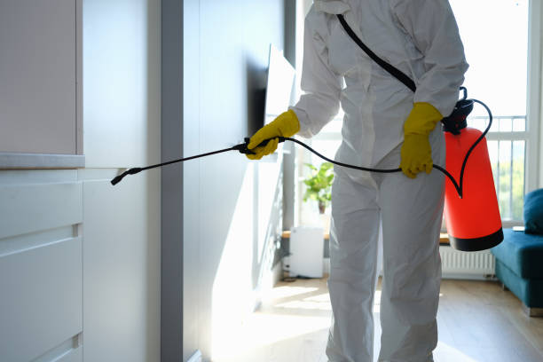 Best Black Mold Removal  in Brownfield, TX