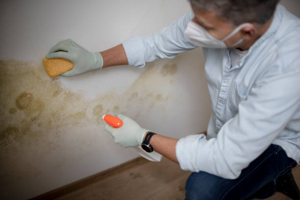 Best Residential Mold Removal  in Brownfield, TX
