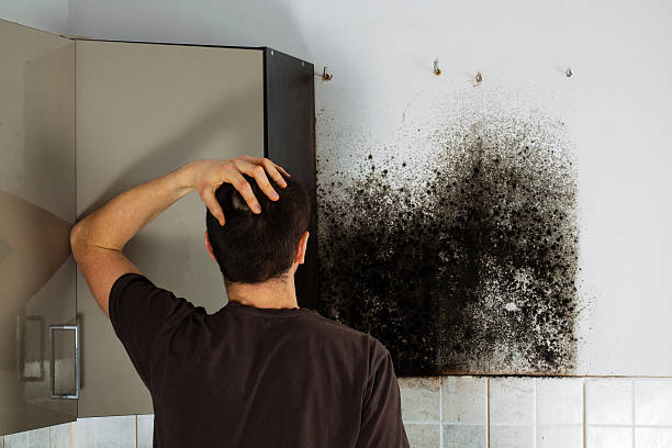 Best Emergency Mold Removal  in Brownfield, TX