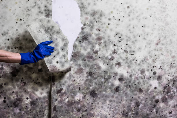 Best Mold Testing  in Brownfield, TX
