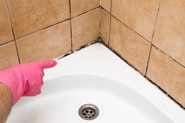 Best Local Mold Removal Service  in Brownfield, TX