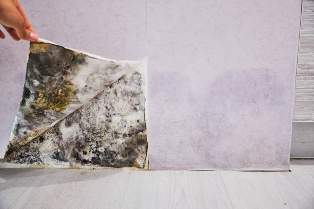 Best Mold Removal Near Me  in Brownfield, TX